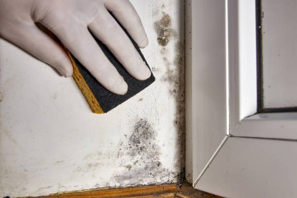 Reliable Menlo Park Terrace, NJ Mold Removal Solutions