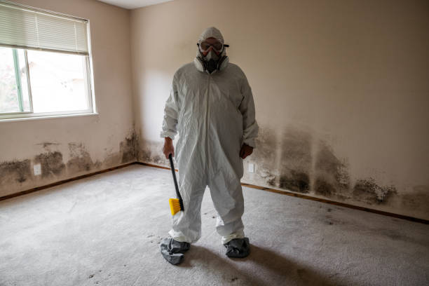 Reliable Menlo Park Terrace, NJ Mold Removal Solutions